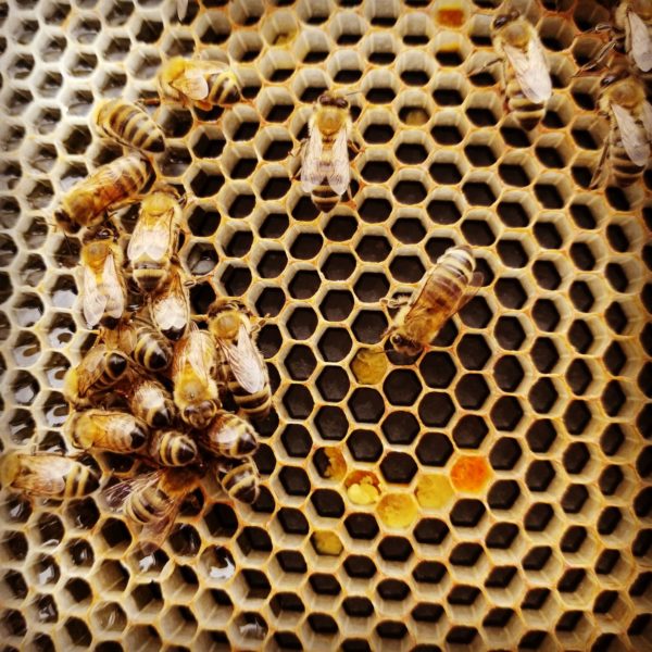 bee-hive-benefits