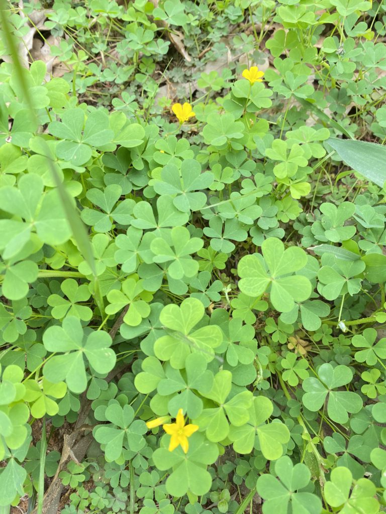 wood-sorrel-edible-plant- backyard