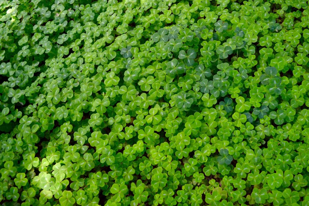 clovers- edible-plant